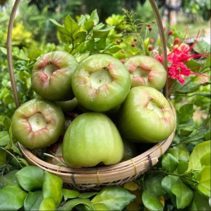 Mận Xanh Đường Sóc Trăng