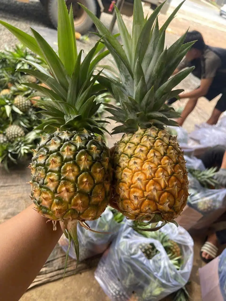 Thơm Mật Đắk lắk