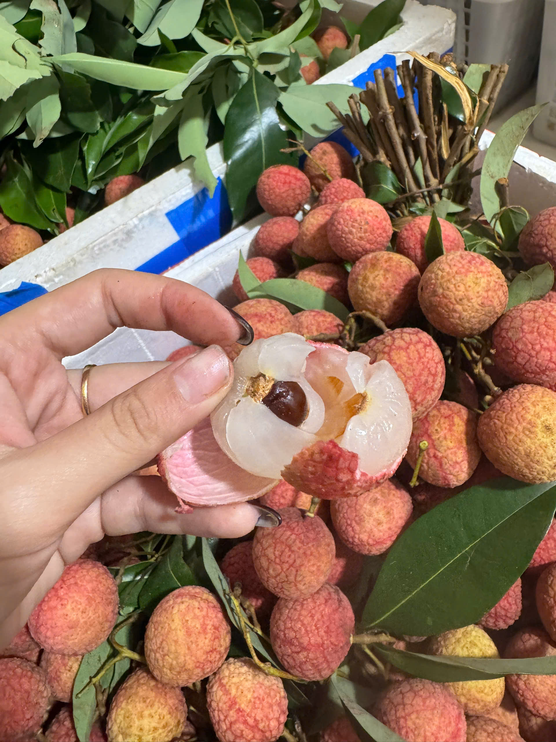 Vãi Thiều