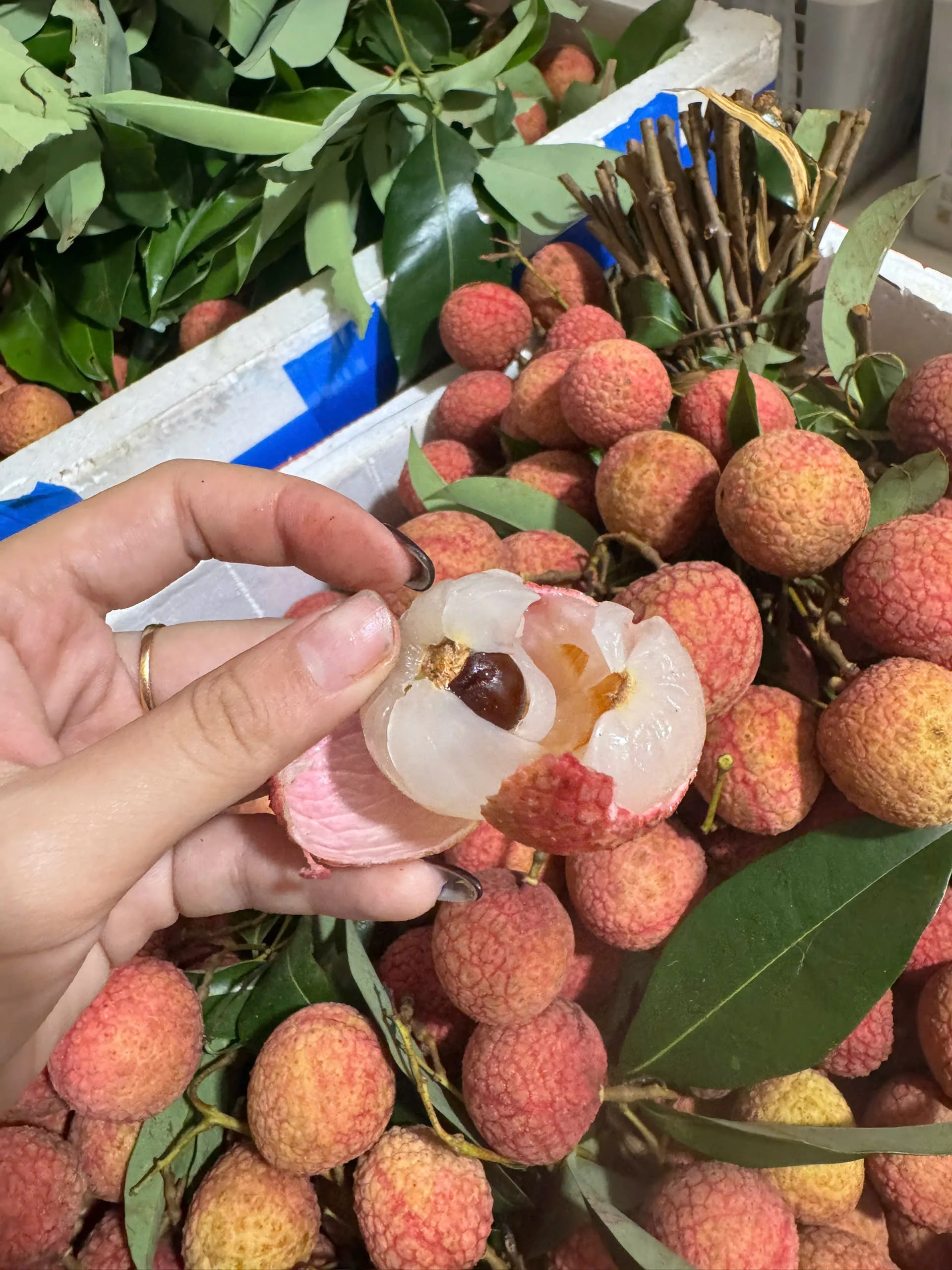 Vãi Thiều