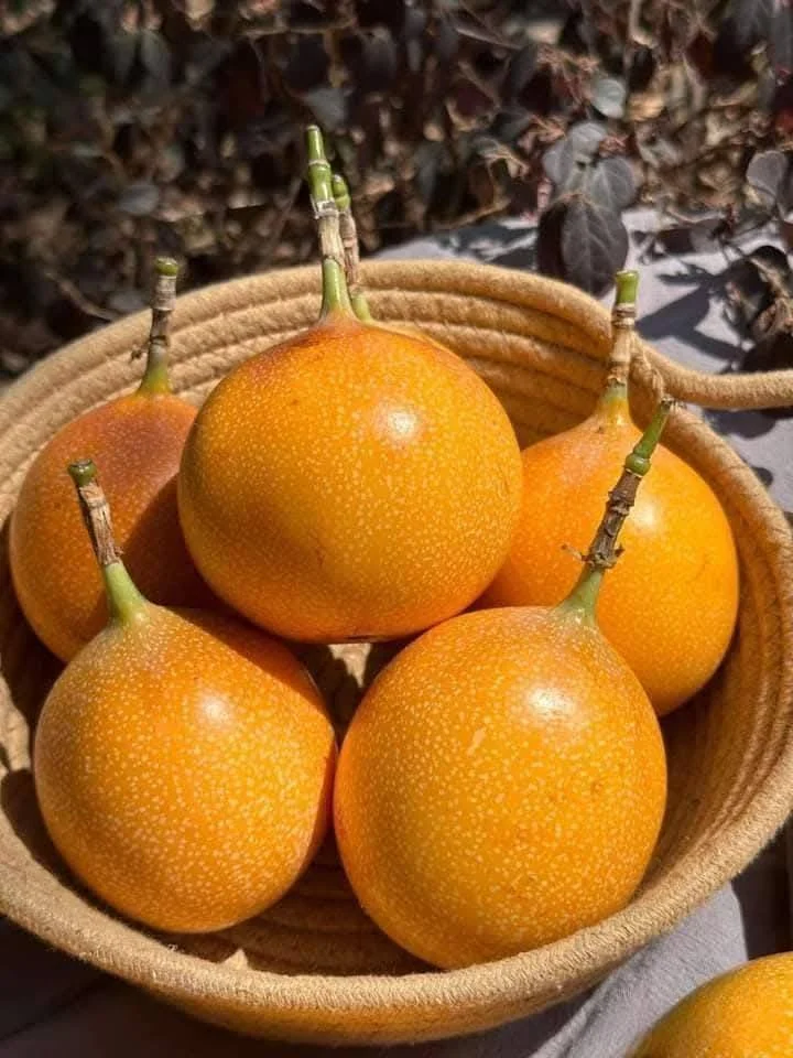 Chanh Dây Vàng Colombia