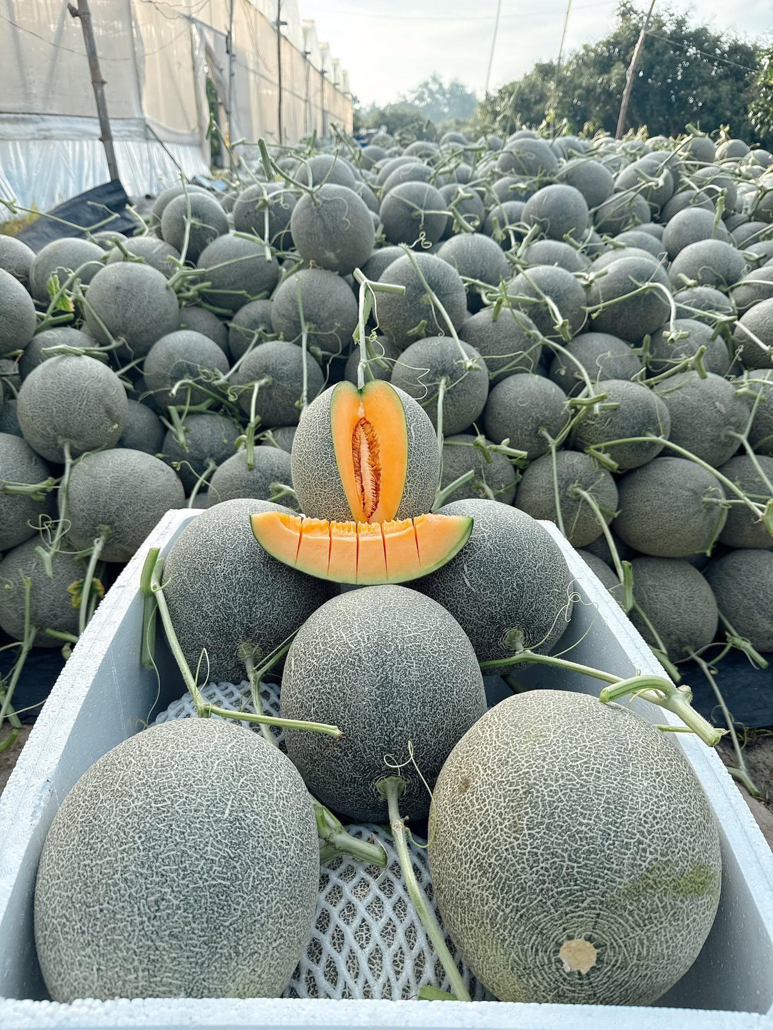 Dưa Lưới Mật