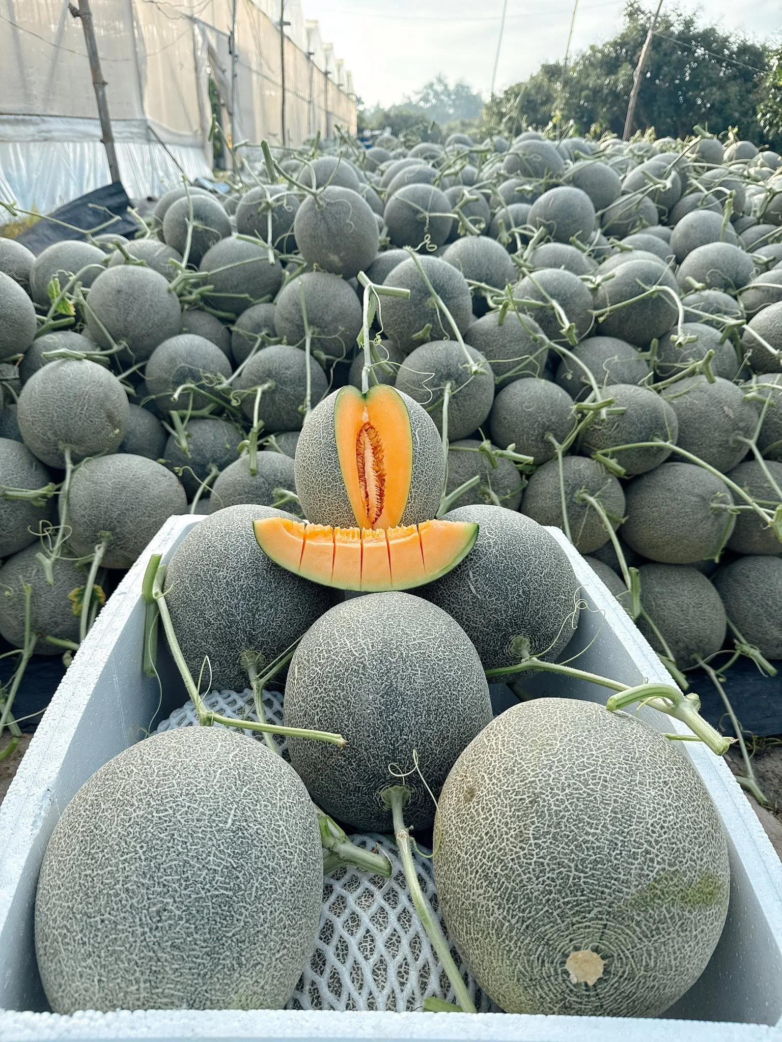 Dưa Lưới Mật