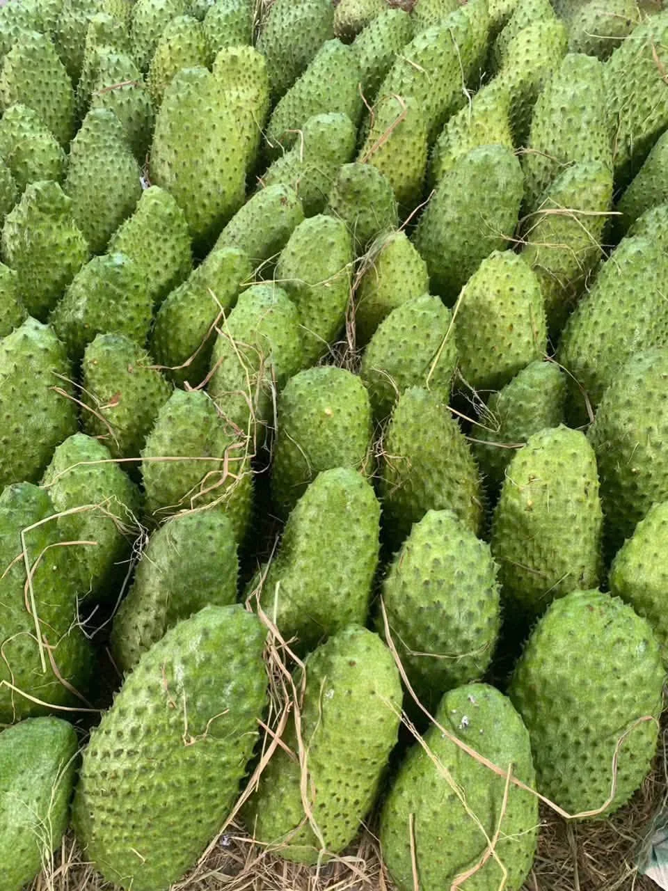 Mãng Cầu Xiêm