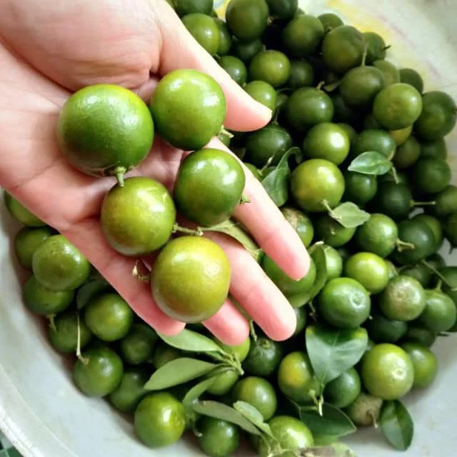 Trái Tắc(Quất)
