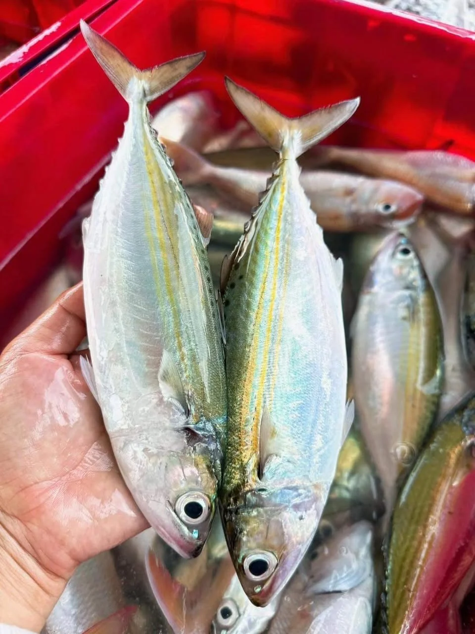 Cá Bạc Má Bao Nhiêu Tiền 1Kg? Bảng Giá, Mẹo Chọn & Các Món Ngon Chuẩn Vị 2026