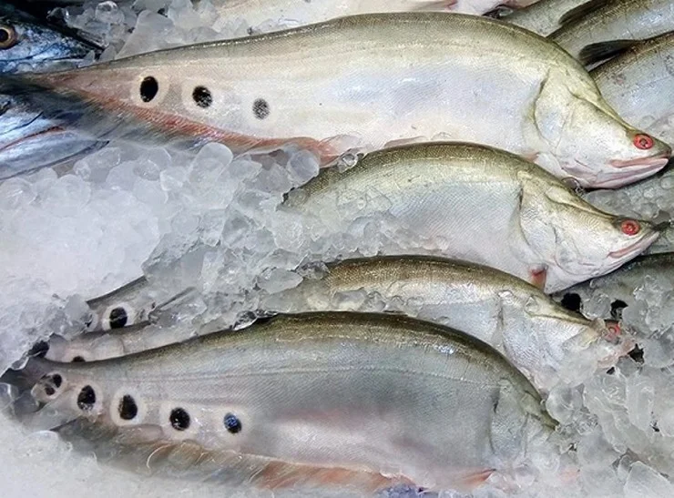 Giá Cá Thát Lát Hôm Nay Tháng 8/2026 — Bao Nhiêu Tiền 1kg? Tại Sao Đây Là "Vàng Trắng" Của Miền Tây?