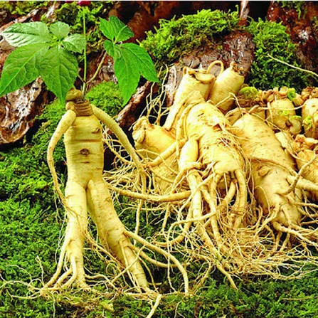 Ai không nên dùng sâm? 7 Đối tượng cần phải tránh