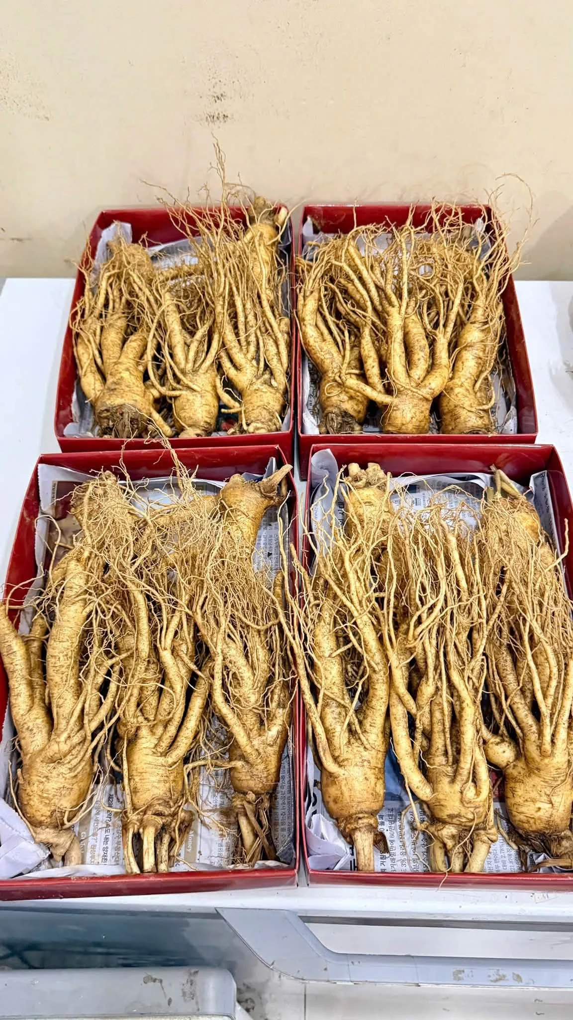 5 Món Ăn Dưỡng Sinh Từ Sâm Tươi Hàn Quốc Dễ Làm Tại Nhà