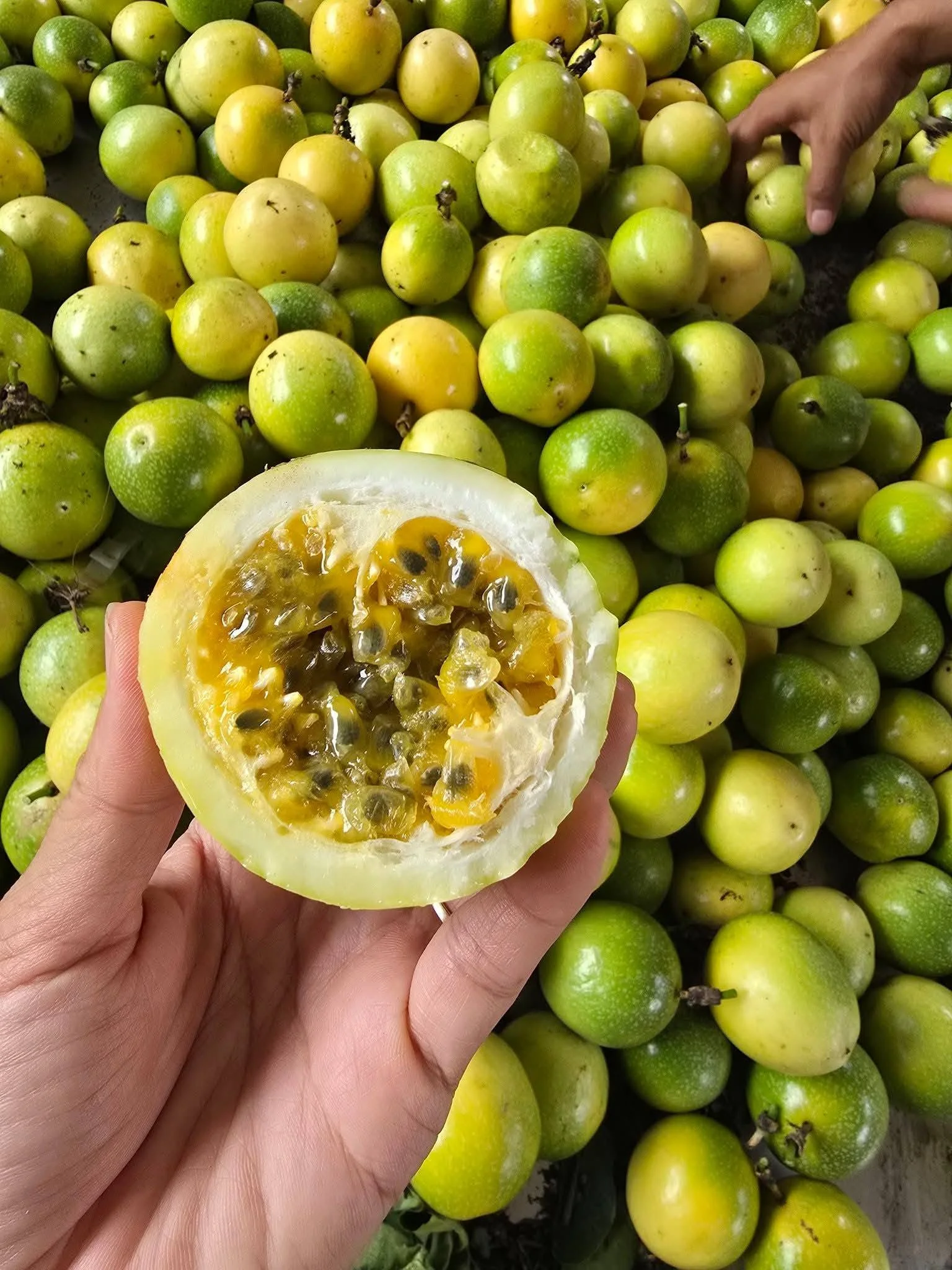 Chanh Dây Passion Fruit: Giá Trị Dinh Dưỡng & 5 Lợi Ích Sức Khỏe Không Ngờ