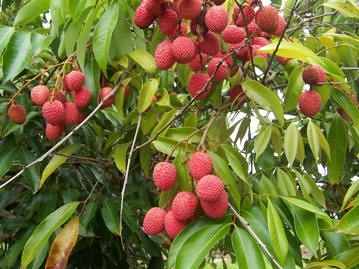 Kỹ Thuật Trồng Vải Thiều Lục Ngạn: Từ Chăm Sóc Đến Thu Hoạch Hiệu Quả