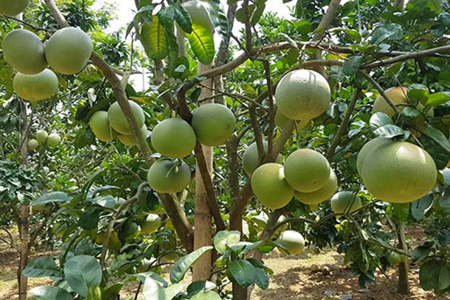 Kỹ Thuật Trồng Bưởi Da Xanh Đúng Cách – Năng Suất Cao, Chất Lượng Tốt