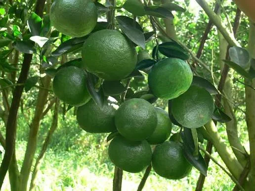 Kỹ Thuật Trồng Cam Sành Đạt Năng Suất Cao – Từ Chăm Sóc Đến Thu Hoạch