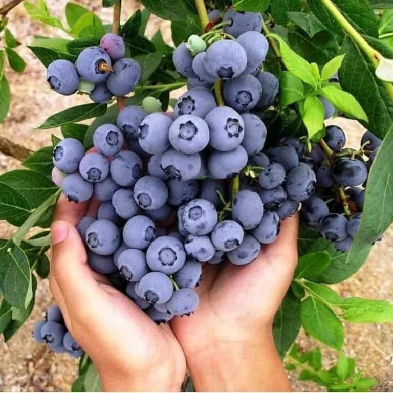 Hành Trình Việt Quất Mỹ & Trái Cây Nhập Khẩu Đến Tay Bạn – Công Nghệ Bảo Quản Đỉnh Cao Tại Foody24h