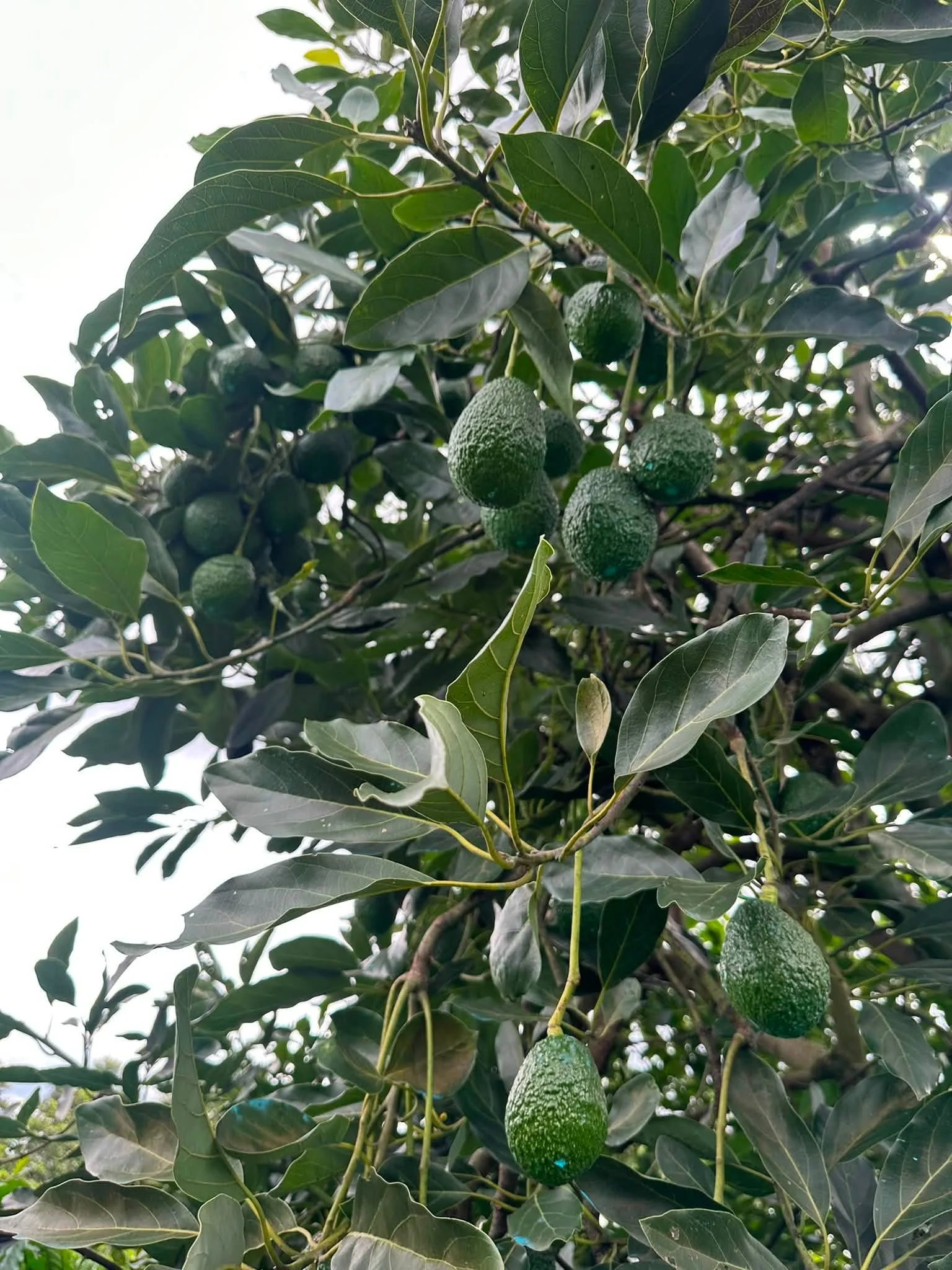 Kỹ Thuật Trồng Bơ Đúng Chuẩn: Từ Giống Booth 7, Hass Đến Thu Hoạch Hiệu Quả