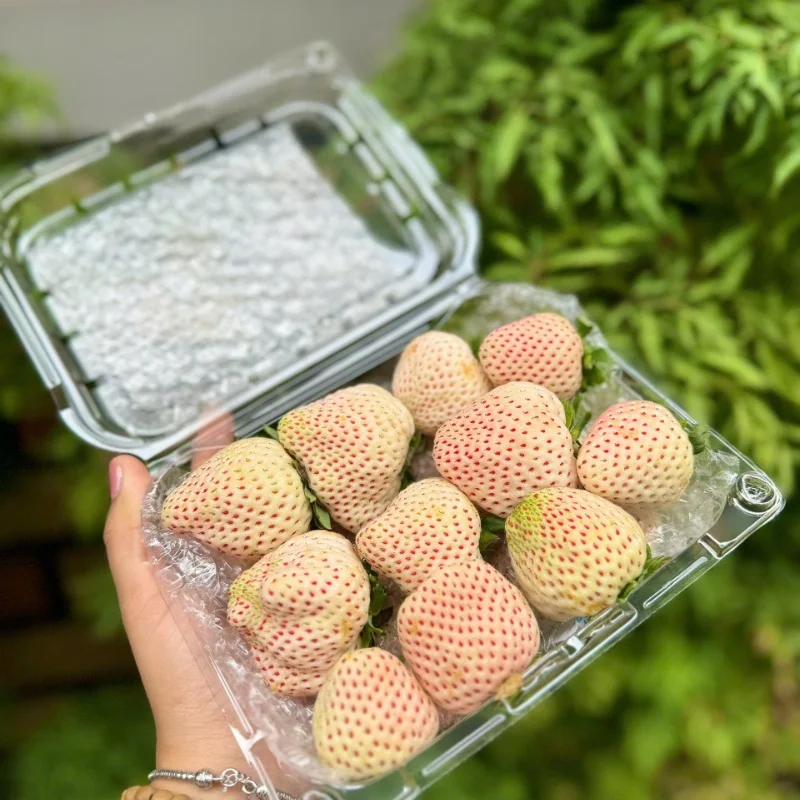Dâu Bạch Tuyết: 7 Lợi Ích Sức Khỏe Tuyệt Vời Bạn Chưa Biết