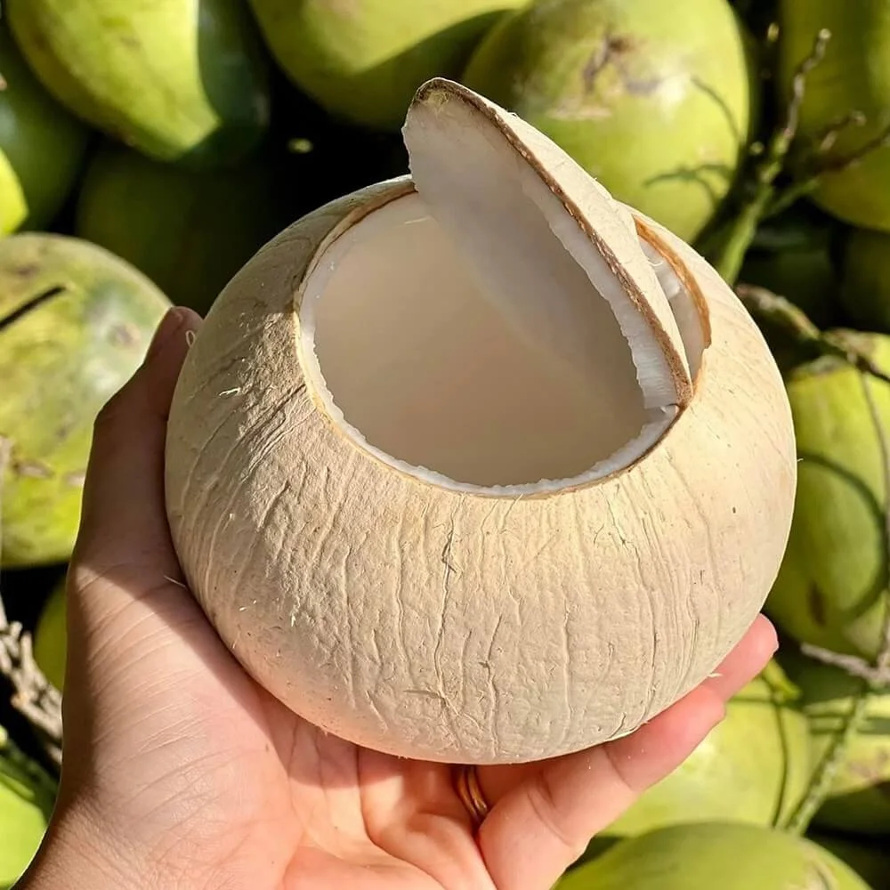 Kỹ Thuật Trồng Bơ Đúng Chuẩn: Giống Booth 7, Bơ Hass & Bí Quyết Chăm Sóc Vườn Bơ Năng Suất Cao