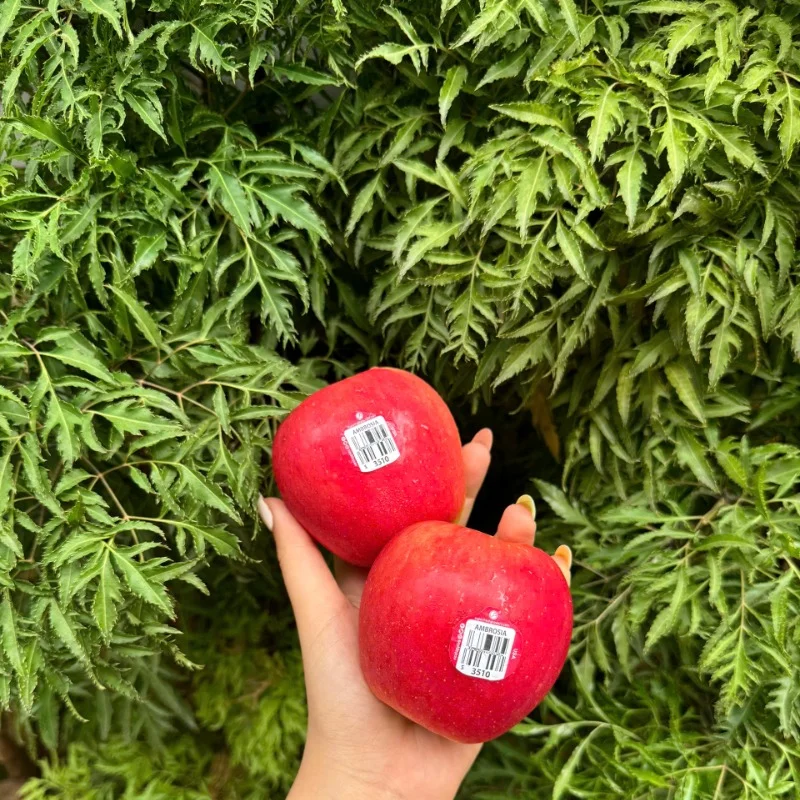 Kỹ Thuật Trồng Thanh Long Ruột Đỏ & Trắng – Hướng Dẫn Chăm Sóc, Xử Lý Ra Hoa & Thu Hoạch Hiệu Quả