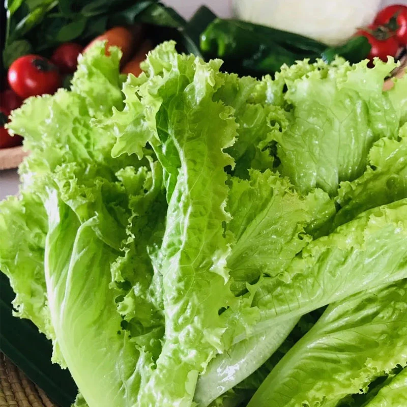 Xà Lách Bata Xanh 300g – Siêu Thực Phẩm Xanh Cho Sức Khỏe Toàn Diện