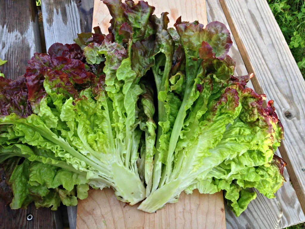 Salad Romaine Tím Táo Pháp & Nho Khô – Công Thức Thanh Mát Bổ Dưỡng Chuẩn Nhà Hàng