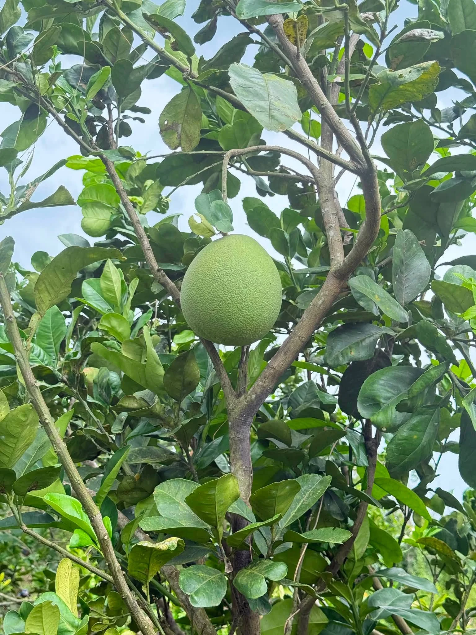 Kỹ Thuật Trồng Bưởi Da Xanh Từ A–Z: Chăm Sóc, Ra Trái & Thu Hoạch Hiệu Quả