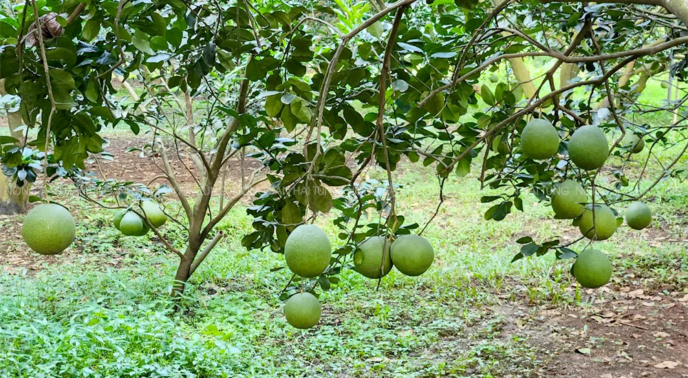 Kỹ Thuật Trồng Bưởi Da Xanh Đúng Cách – Năng Suất Cao, Trái Đẹp