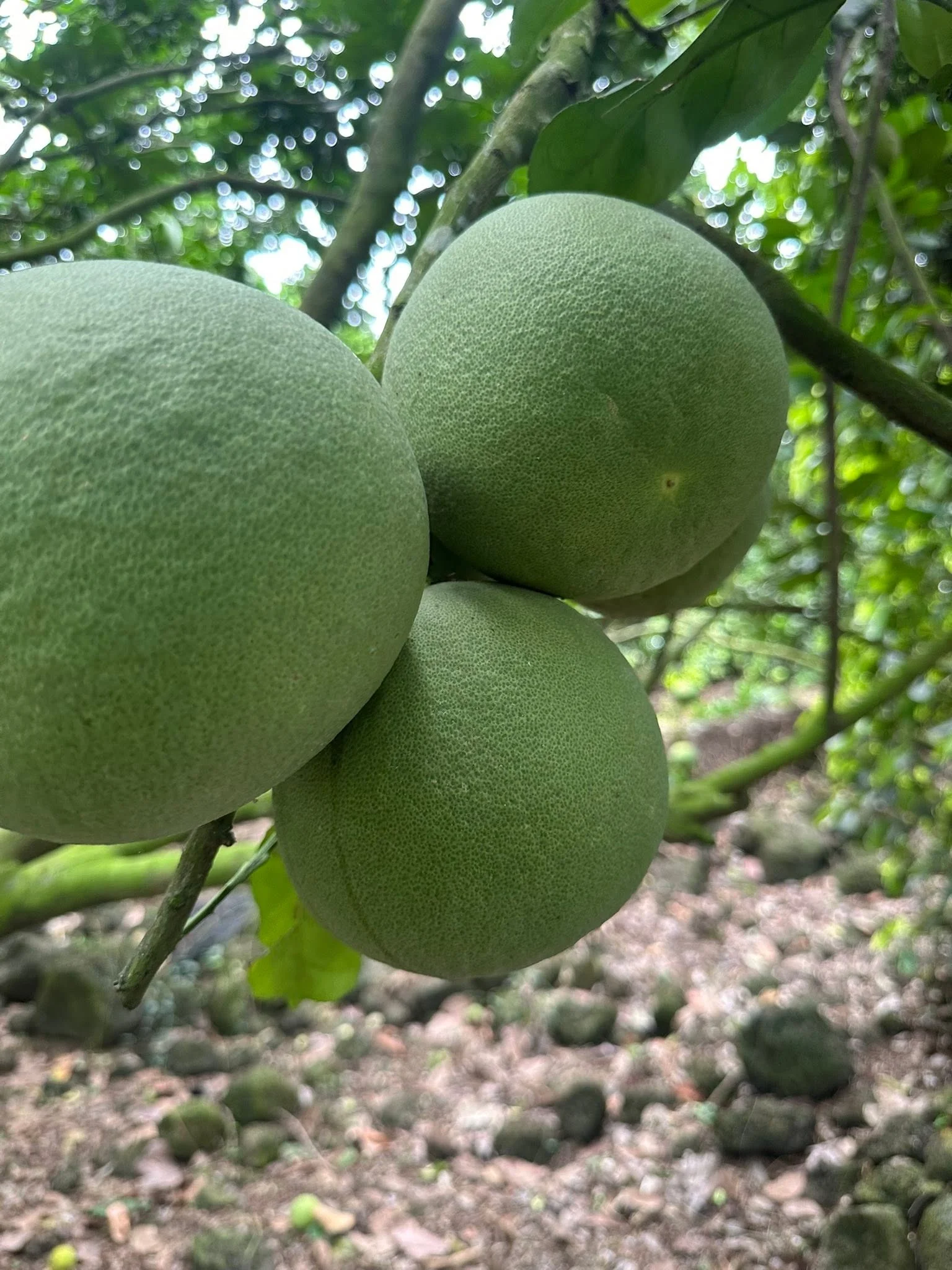 Kỹ Thuật Trồng Bưởi Da Xanh Đúng Chuẩn – Chăm Sóc & Thu Hoạch Hiệu Quả