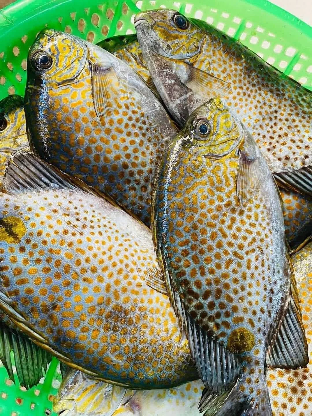 Cá Dìa Là Cá Gì? Giá Cá Dìa Bao Nhiêu Tiền 1Kg & Các Món Ngon Chuẩn Vị 2026