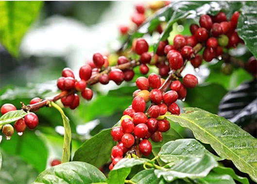 Giá Cà Phê Hôm Nay Tháng 7/2026 – Robusta, Arabica, Cà Phê Nhân Xô Mới Nhất