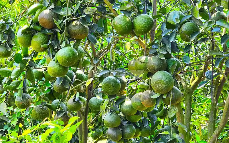 Kỹ Thuật Trồng Cam Sành Đúng Chuẩn – Từ Vườn Đến Thu Hoạch Năng Suất Cao