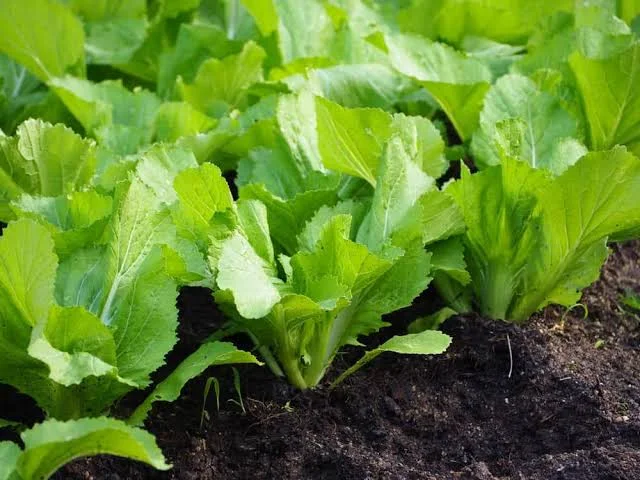 Canh Cải Bẹ Trắng Nấu Tôm – Món Ngon Bổ Dưỡng Cho Cả Gia Đình