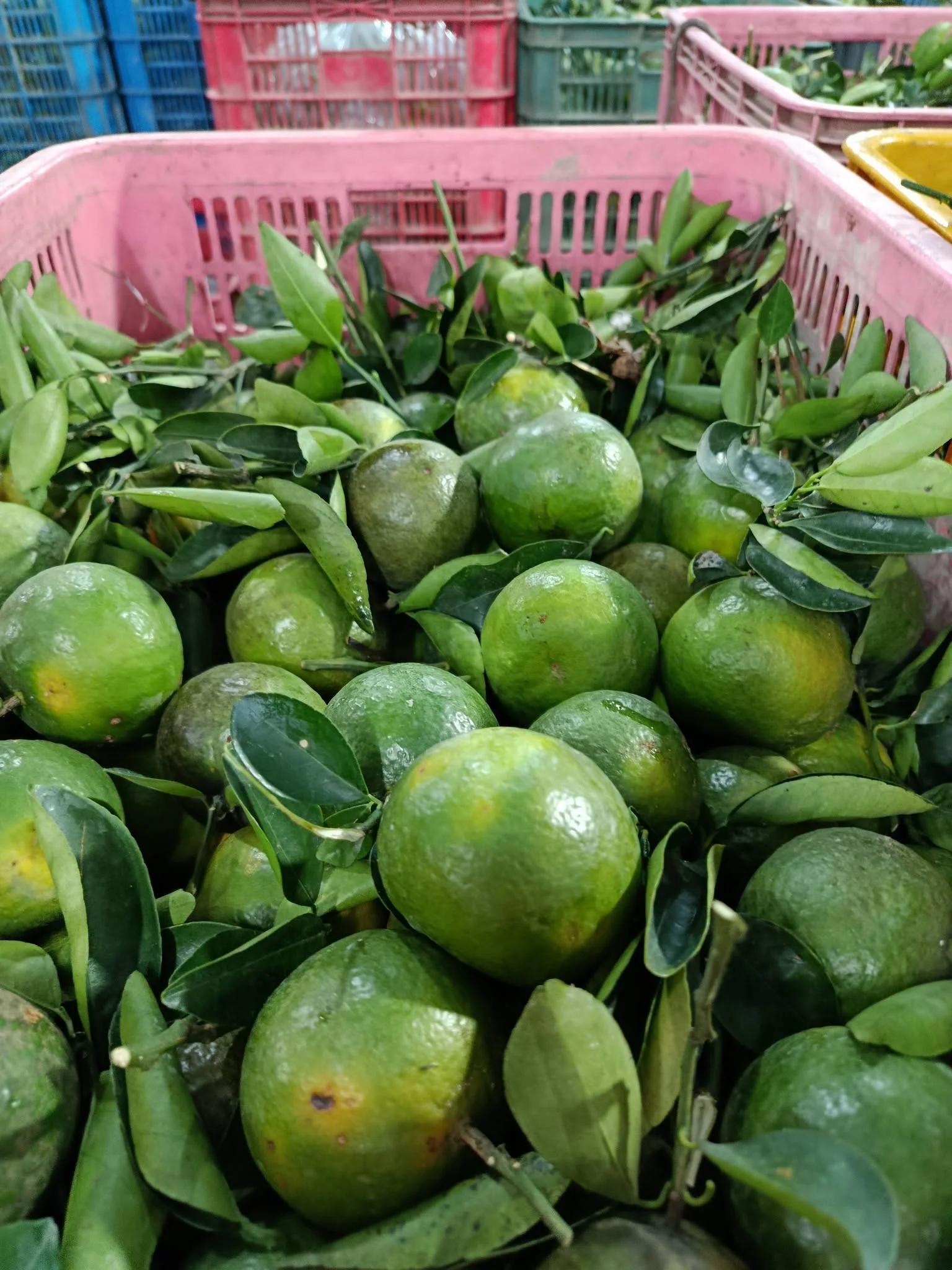 Bảo Quản Cam Bưởi Đúng Cách: Nhiệt Độ, Công Nghệ & Mẹo Giữ Tươi Lâu