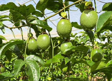 Kỹ Thuật Trồng Chanh Dây Đúng Cách – Chăm Sóc & Thu Hoạch Năng Suất Cao