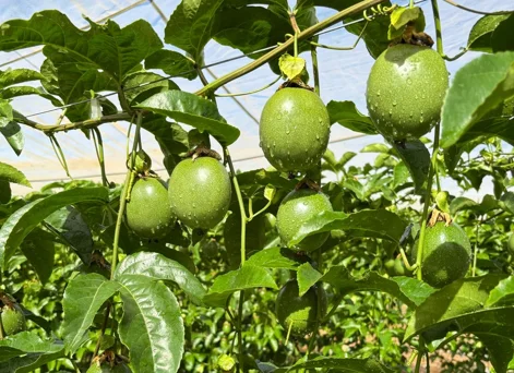 Kỹ Thuật Trồng Chanh Dây Đúng Cách – Chăm Sóc & Thu Hoạch Năng Suất Cao
