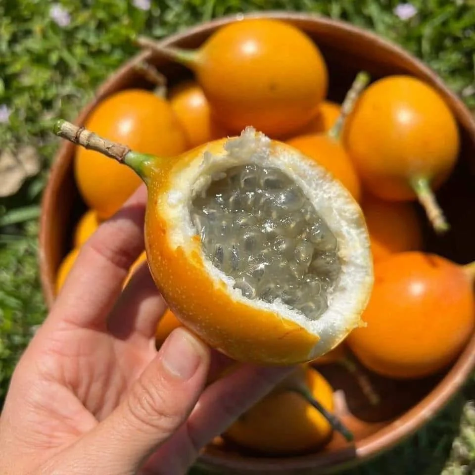 Chanh Dây Vàng Colombia: 7 Lợi Ích Sức Khỏe Bất Ngờ Bạn Chưa Biết