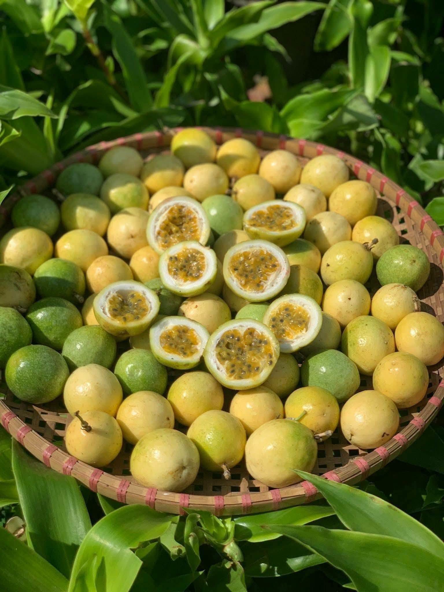 Chanh Dây Passion Fruit: Giá Trị Dinh Dưỡng & 5 Lợi Ích Sức Khỏe Tuyệt Vời