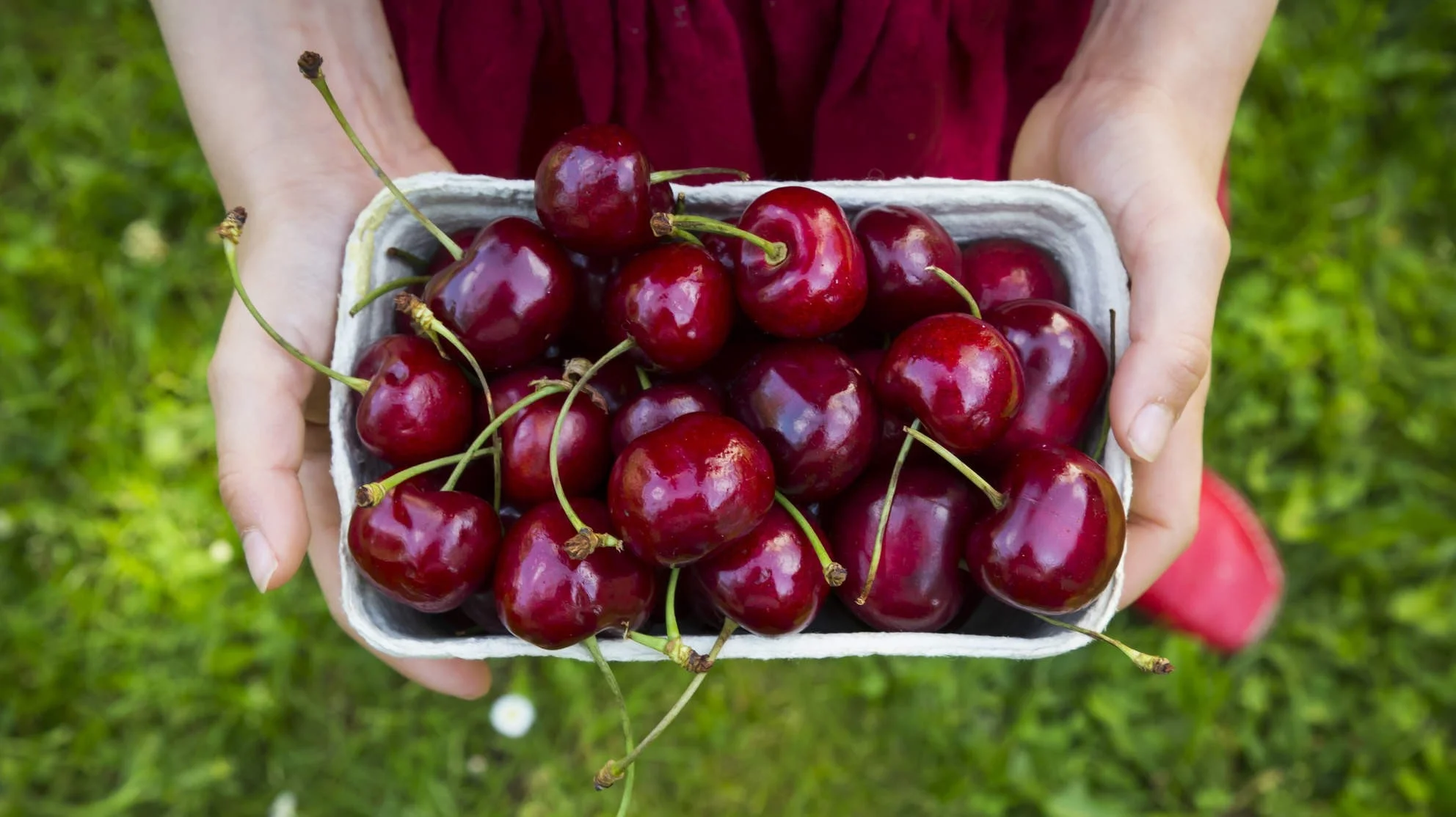 Bảo Quản Cherry Tươi Đúng Cách – Nhiệt Độ, Thời Gian & Mẹo Giữ Cherry Tươi Lâu