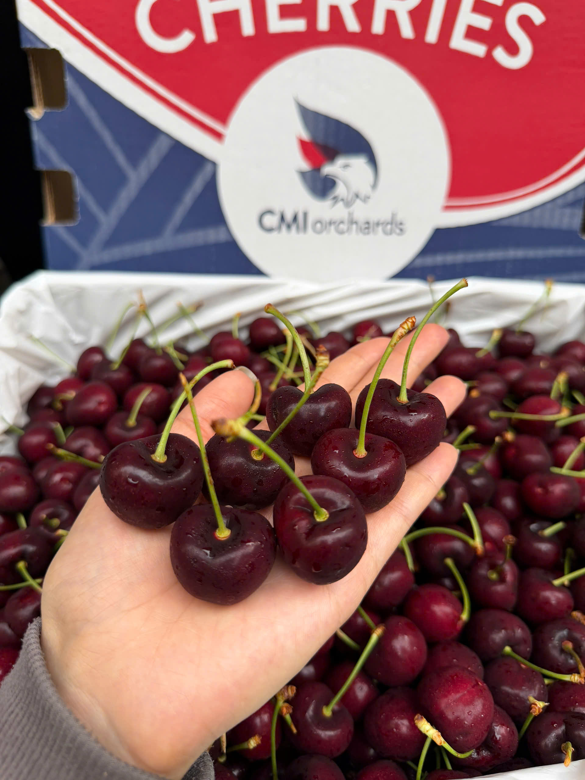 Cherry Nhập Khẩu: Giá Trị Dinh Dưỡng & 5 Lợi Ích Sức Khỏe Bất Ngờ