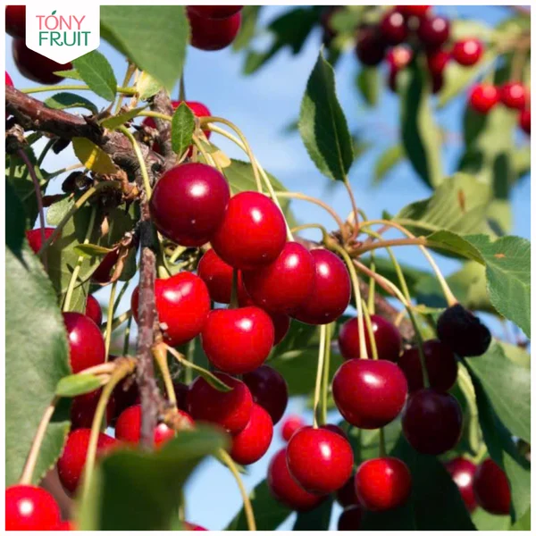 Bảo Quản Cherry Tươi Đúng Cách – Nhiệt Độ, Thời Gian & Mẹo Hay Tại Nhà