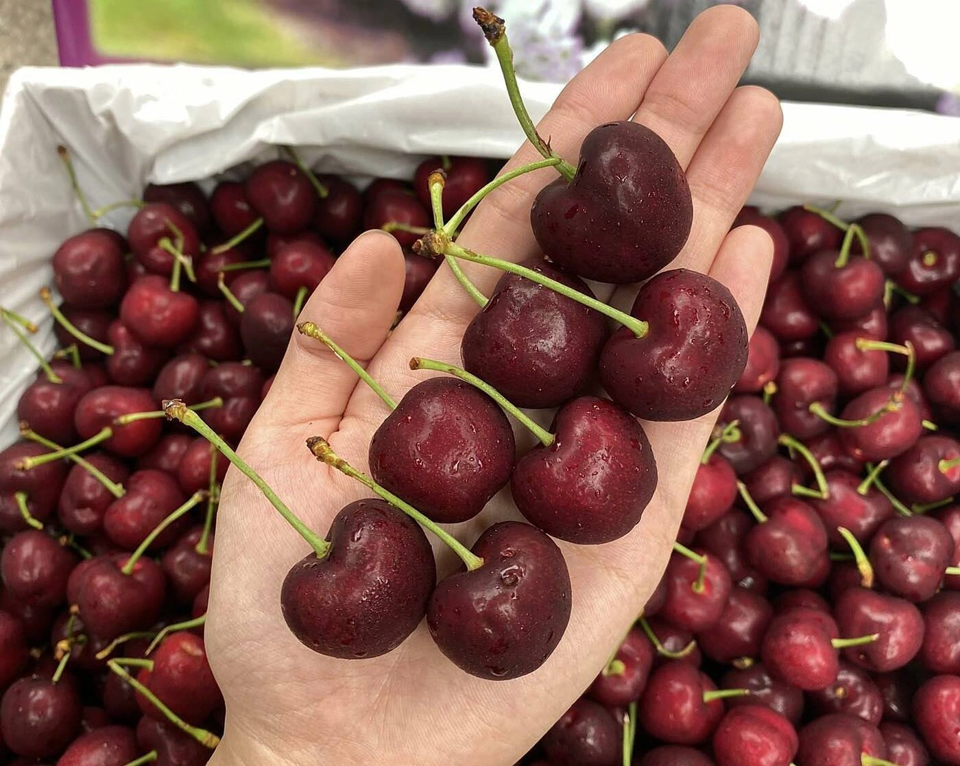 Giá Cherry Mỹ Tươi Hôm Nay 31/8/2026 – Bảng Giá Mới Nhất & Mẹo Mua Ngon
