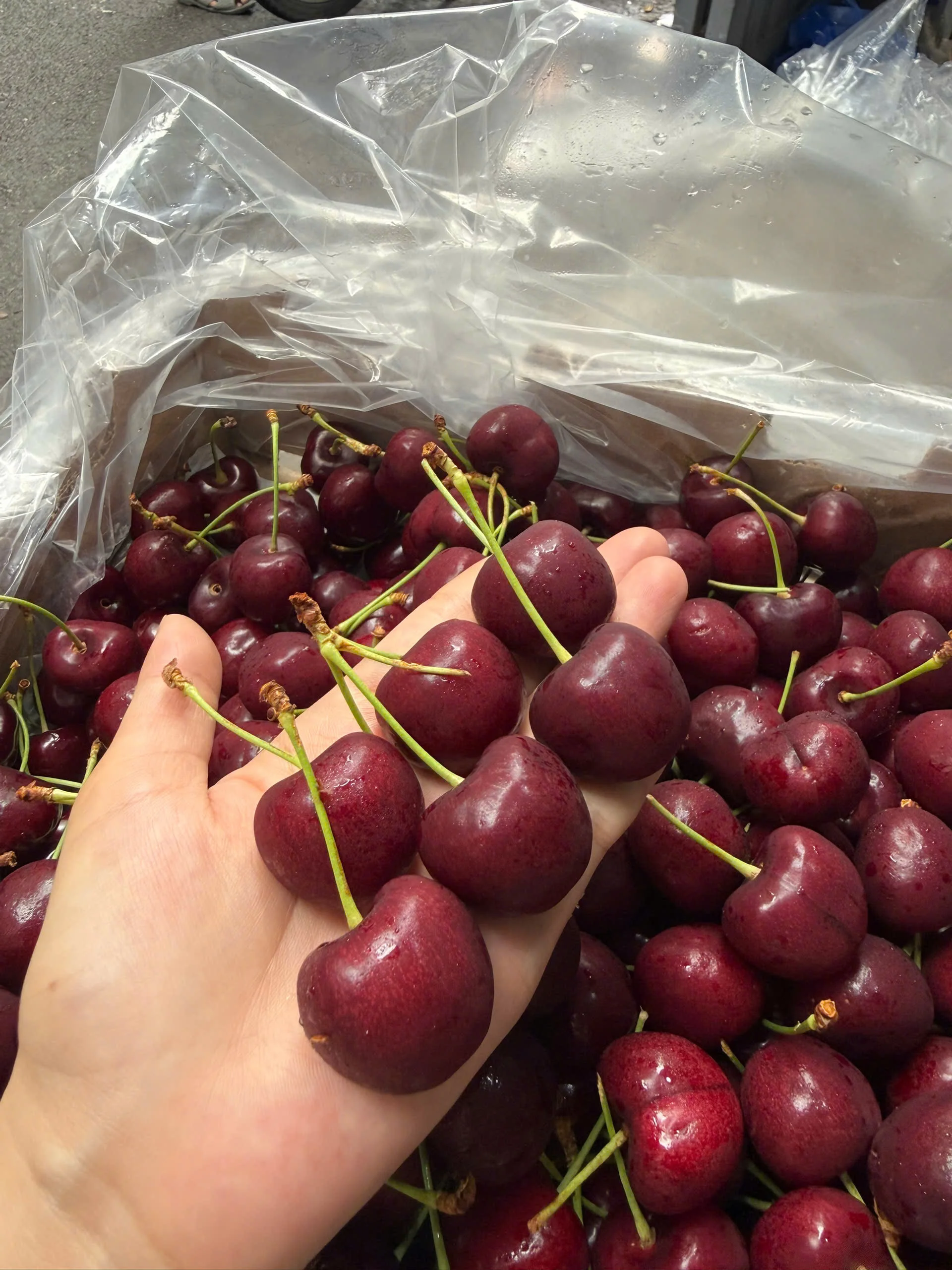 Giá Cherry Mỹ Tươi Hôm Nay 19/8/2026 – Bảng Giá Mới Nhất Tại TPHCM & Toàn Quốc