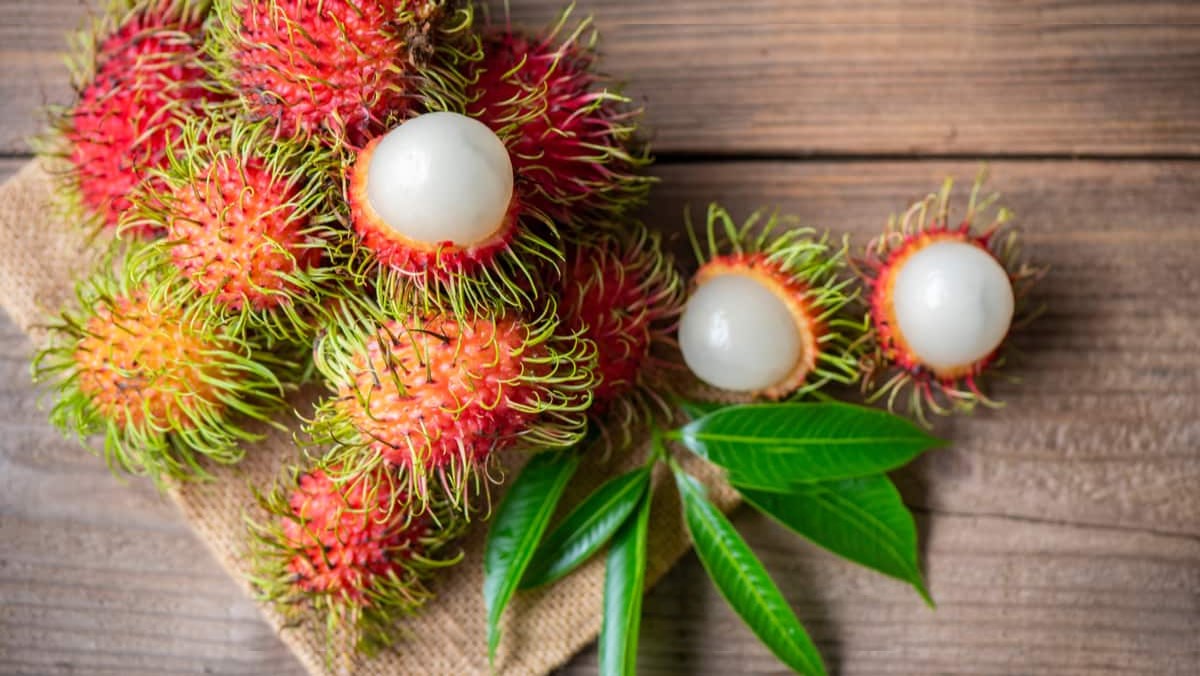 Kỹ Thuật Trồng Chôm Chôm Java, Nhãn Xuồng – Hướng Dẫn Chăm Sóc & Thu Hoạch Đạt Năng Suất Cao