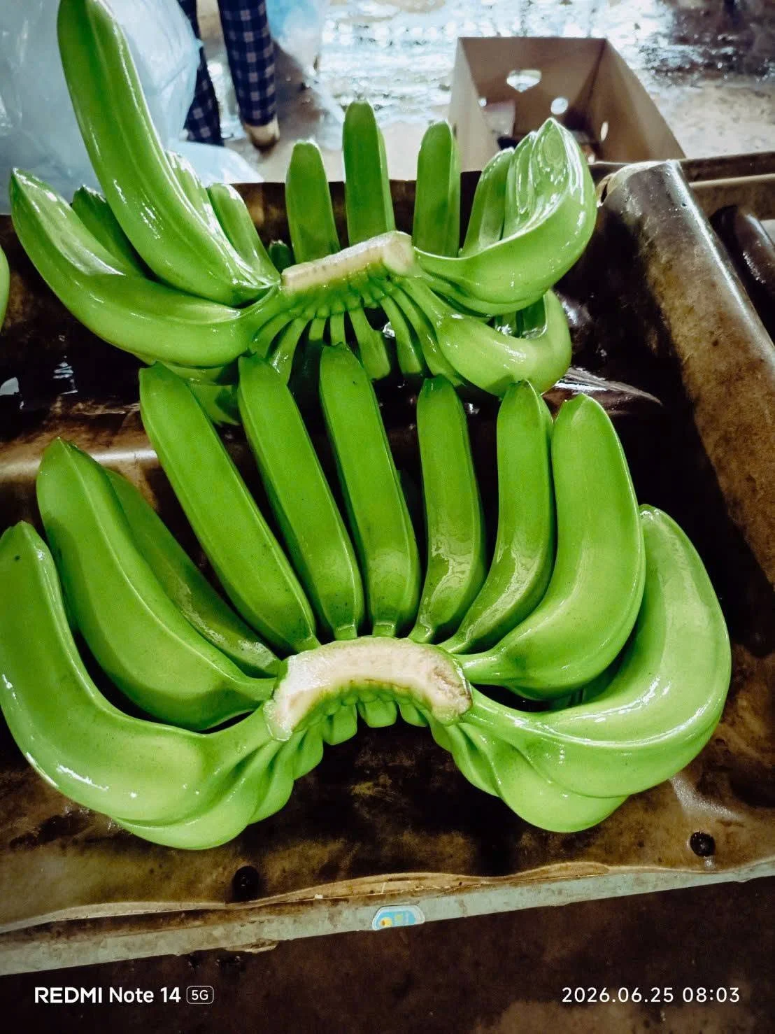 Chuối Laba Đà Lạt Bao Nhiêu 1kg? Giá, Cách Chọn, Mua Ở Đâu, Khác Chuối Già