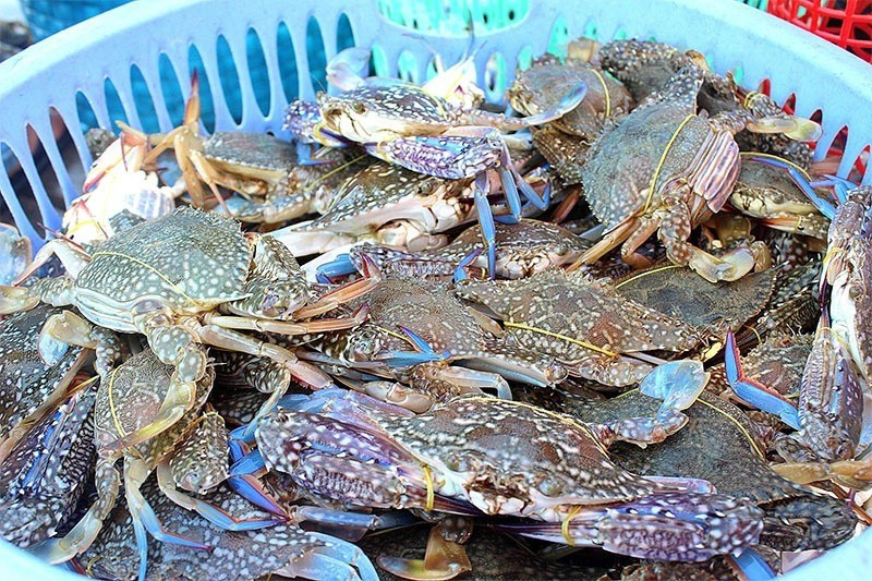 Ghẹ Xanh Phú Quốc (Ghẹ Ba Chấm) — Giá Hôm Nay, Phân Biệt 4 Loại Và Tháng 8 Có Ngon Không?