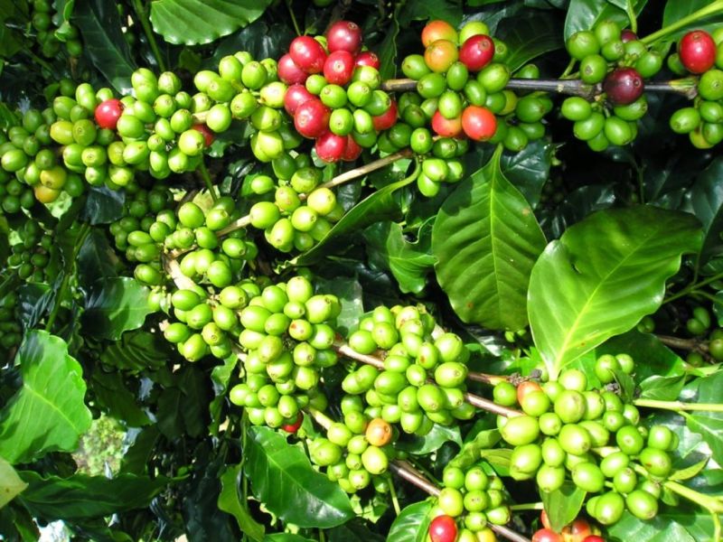 Giá Cà Phê Hôm Nay Tháng 7/2026 – Robusta, Arabica & Cà Phê Nhân Xô Mới Nhất