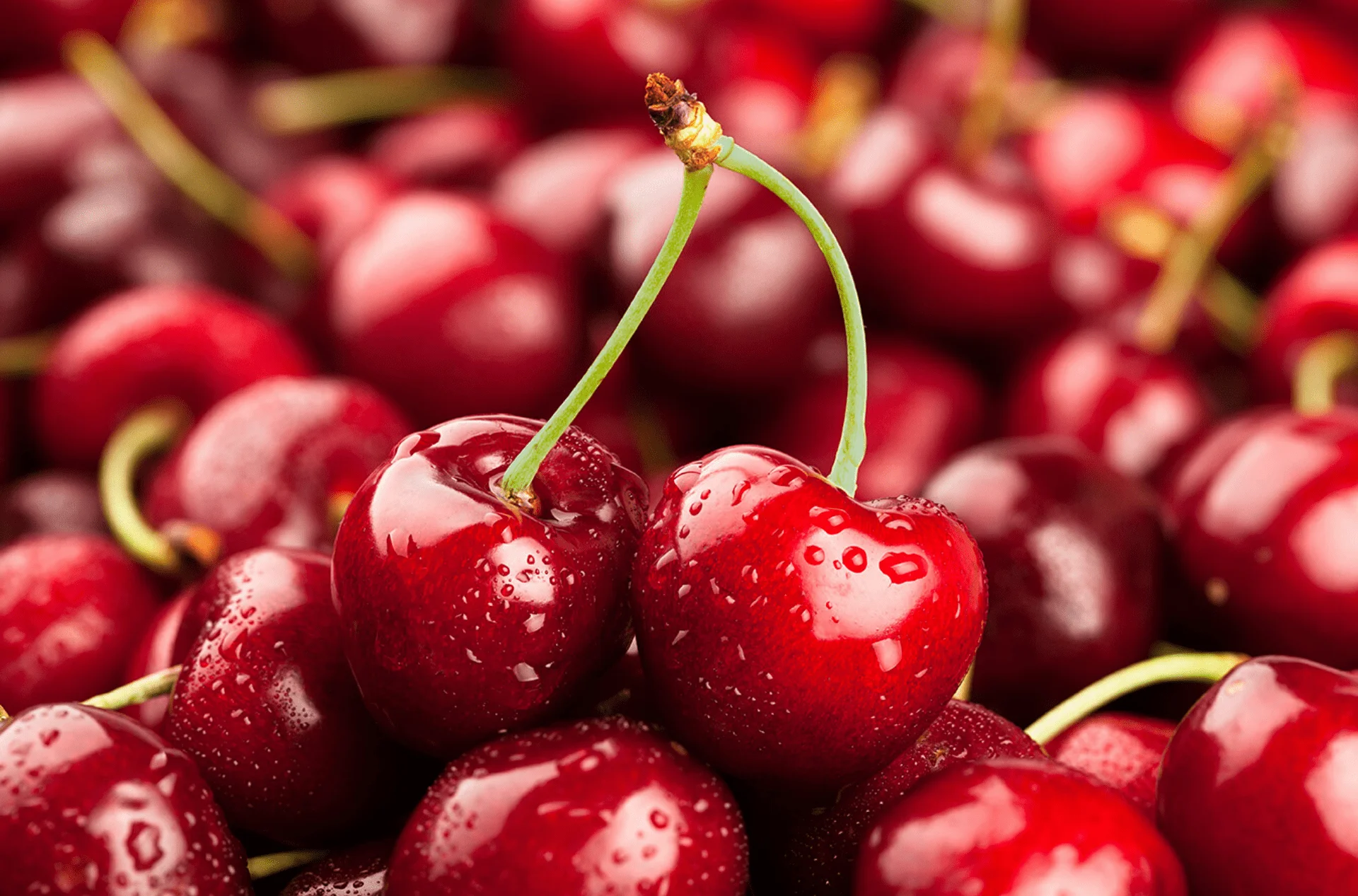Cherry Mỹ (Bing) – Siêu Quả Bổ Dưỡng Với 7 Lợi Ích Sức Khỏe Không Ngờ
