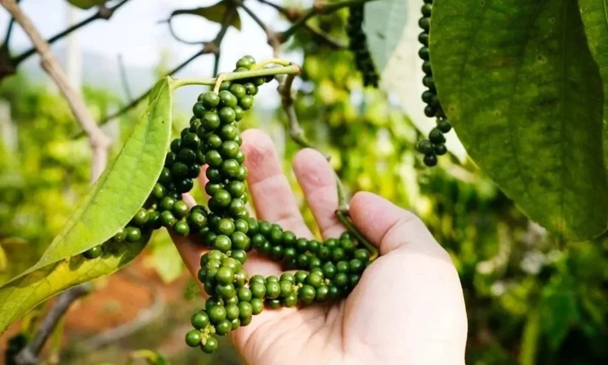 Giá Tiêu Hôm Nay Tháng 7/2026 | Hồ Tiêu Đen Bình Phước, Đắk Lắk Cập Nhật Mới Nhất