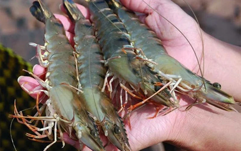 Giá Tôm Sú Tôm Thẻ Chân Trắng Hôm Nay Tháng 7/2026 – Bảng Giá Mới Nhất