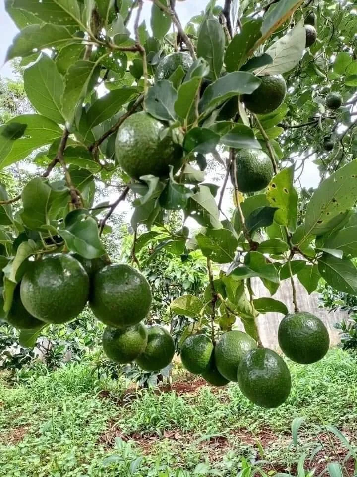 Giá Bơ Hôm Nay Tháng 7/2026: Bơ Booth, Bơ 034, Bơ Hass, Bơ Sáp Đắk Lắk Bao Nhiêu?