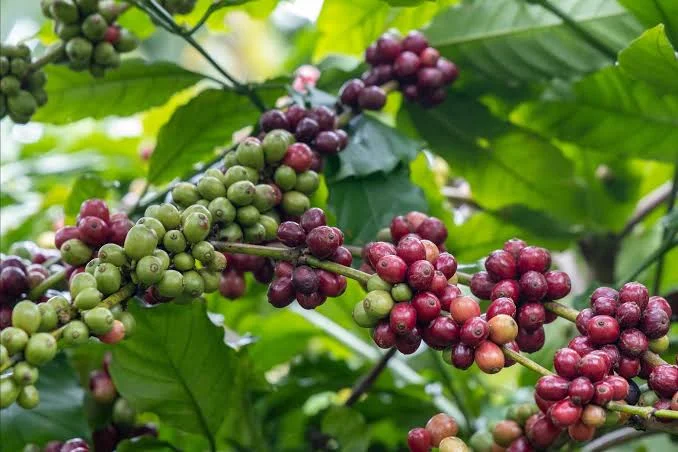 Giá Cà Phê Hôm Nay Tháng 7/2026 – Robusta, Arabica, Nhân Xô Cập Nhật Mới Nhất